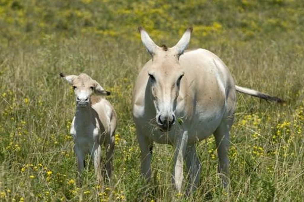20110520110605onager.jpg