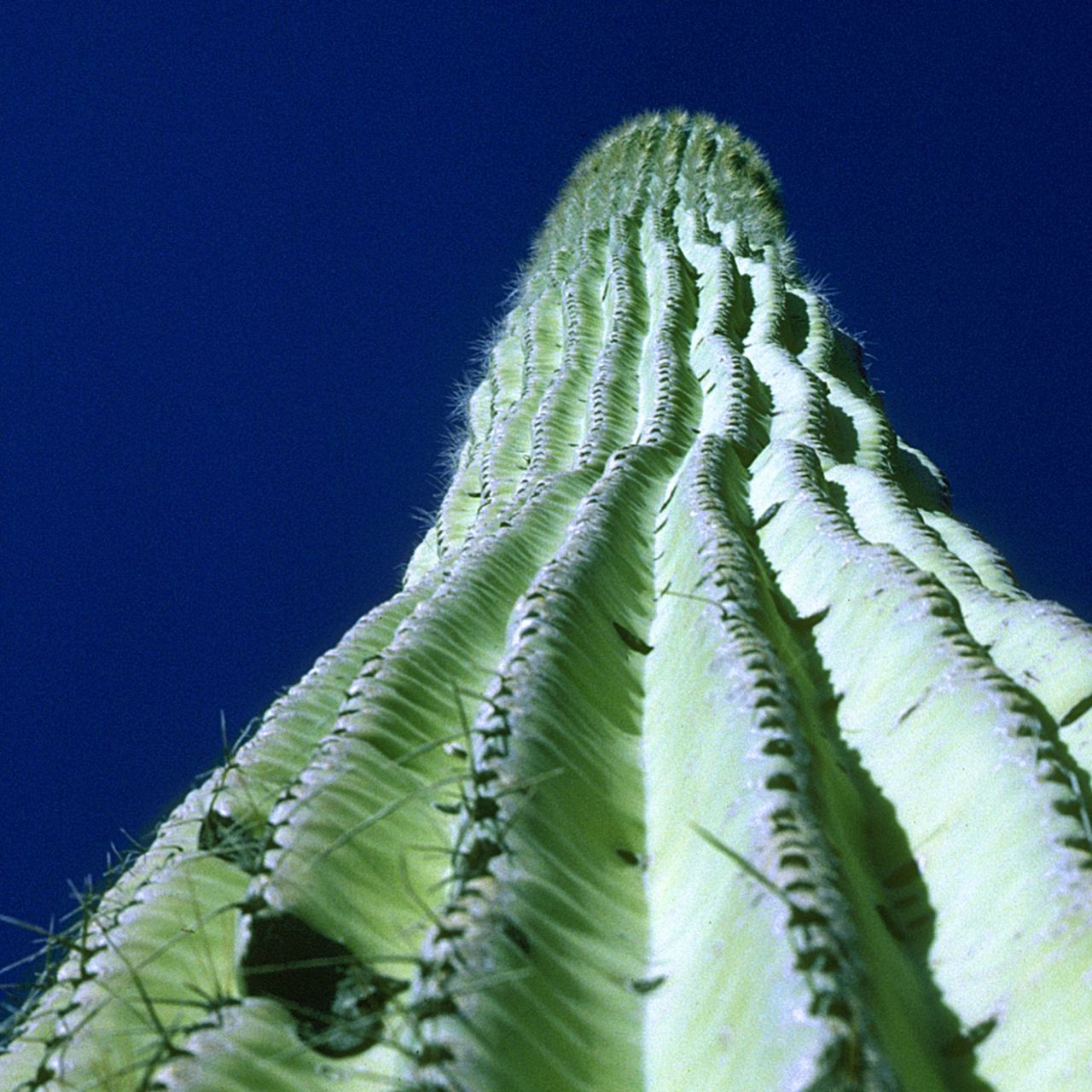 How a Smithsonian Botanist Cracked the Cactus Code a Century Ago