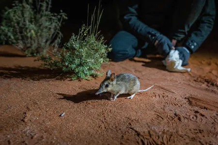 A bandicoot uses its nose to sniff out subterranean insects, leaving behind shallow holes known as &ldquo;snout pokes.&rdquo;