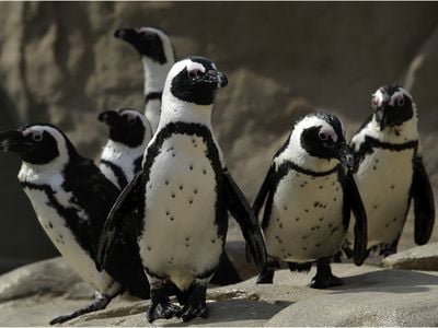 Researchers studied African penguins in the colony at Zoomarine Italia in Rome.
