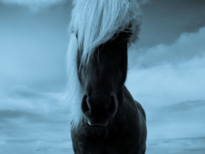 ICE HORSE Smithsonian Photo Contest Smithsonian Magazine