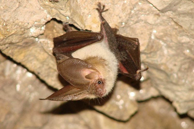 Bat