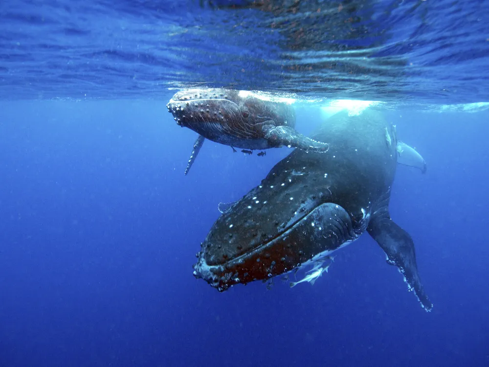 An adult humpback whale and calf swim underwater