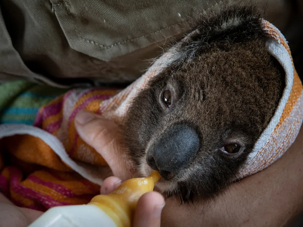 MOBILEOPENERA young koala recovers at the wildlife park hospital.