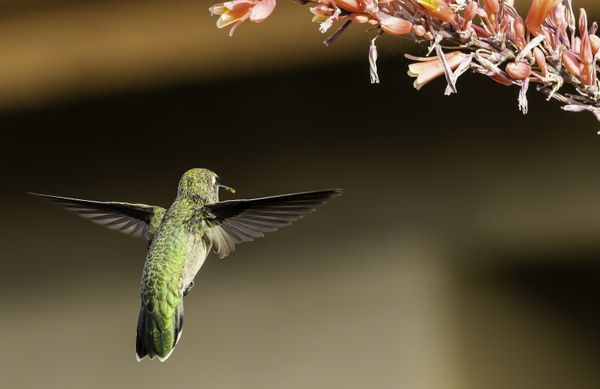 hummingbird in my front yard thumbnail