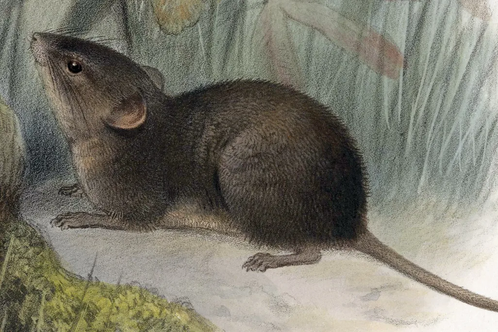 Alston's Singing Mouse