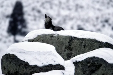 All dogs with the genetic signature A2b descended from the same Siberian canines roughly 23,000 years ago