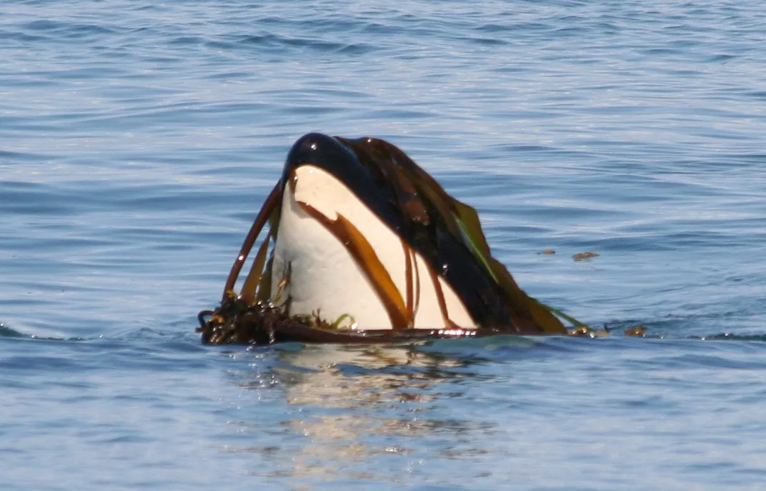 Orca hat clearance