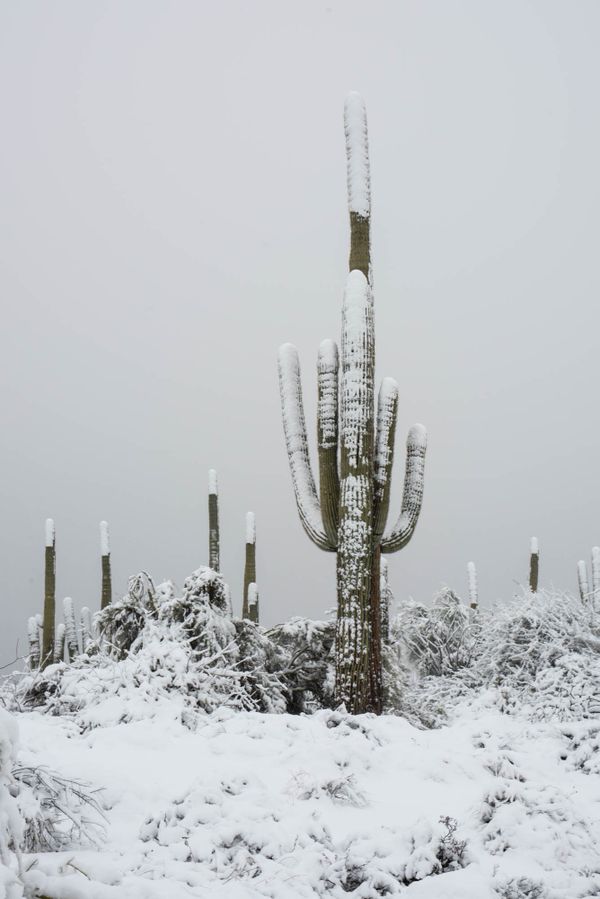 Snow Tipped Cacti thumbnail