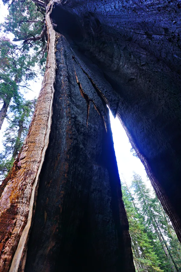From within a burned-out sequoia tree thumbnail