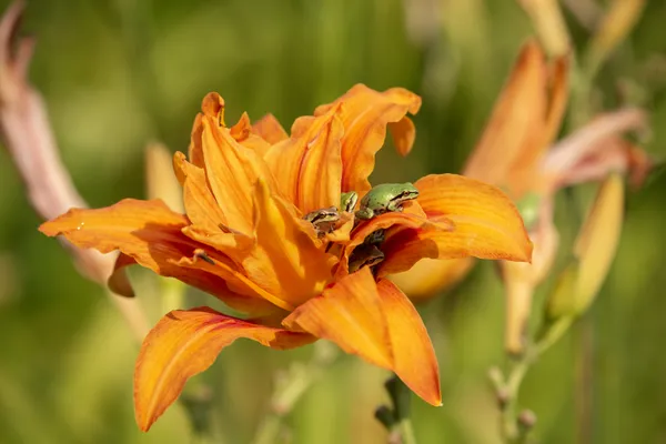 A group of Pacific chorus frogs in a single orange day lily blossom thumbnail