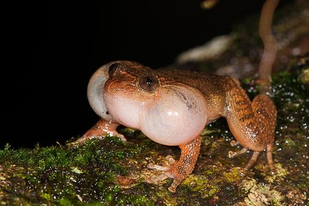 A male Bombay night frog getting his call on.