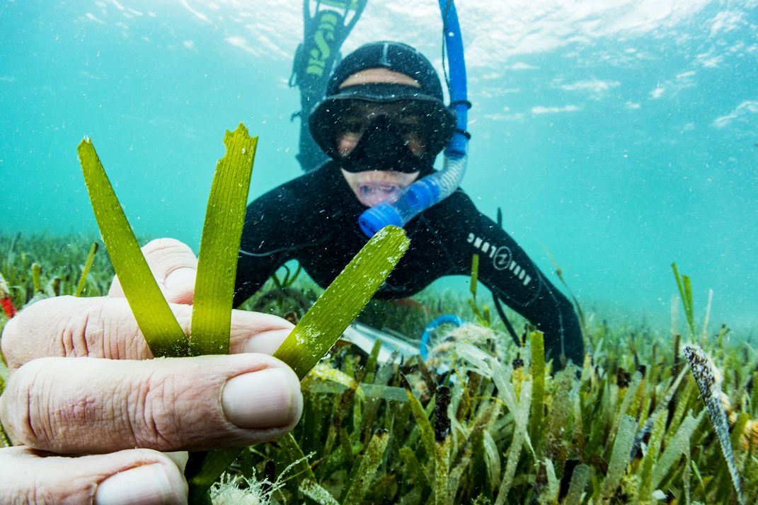 A diver underwater holding sea grass.