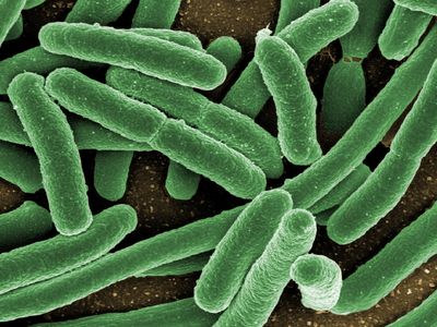 A scanning electron micrograph of Escherichia coli, one of the most common species of gut bacteria.
