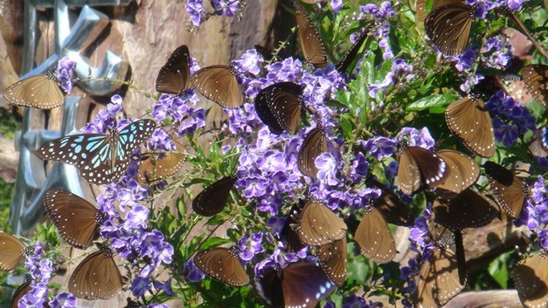 Blundering Gardener: Many readers were waiting for the butterflies to  flutter by – Twin Cities