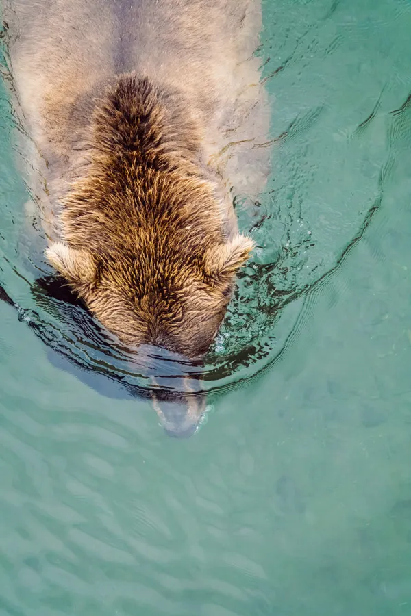 Bear Bubbles thumbnail