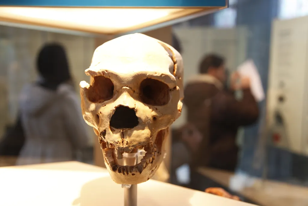 A Neanderthal skull on display in a musuem