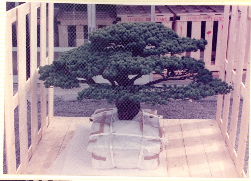The Bonsai Tree That Survived the Bombing of Hiroshima, History