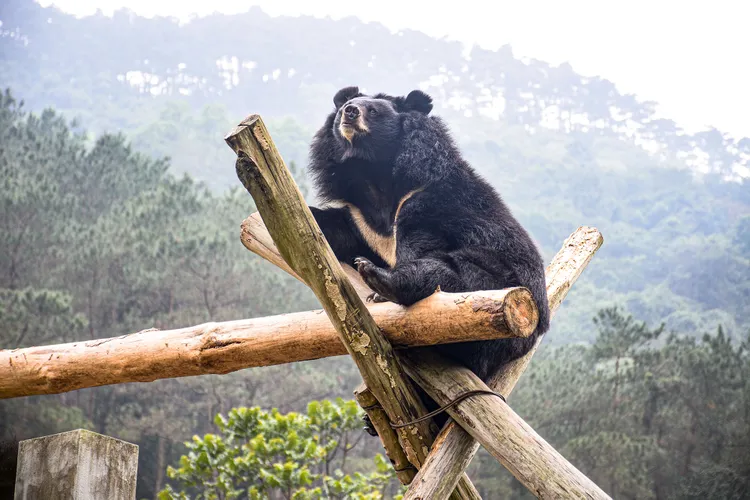Bear Sitting on Logs