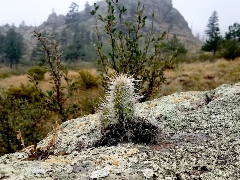 rain drops on cactus Smithsonian Photo Contest Smithsonian Magazine