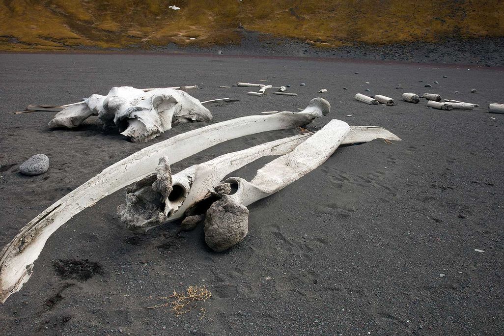 Whale bones