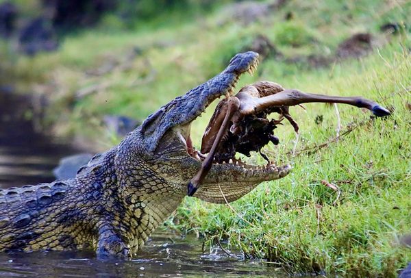 18 foot Croc. kills and eats Impala thumbnail