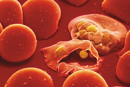 Malaria parasites infect two blood cells.