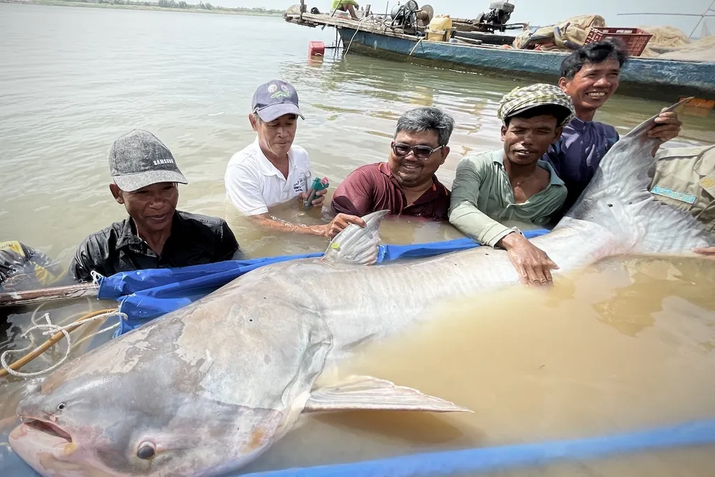 group of fishers holding a large catfish