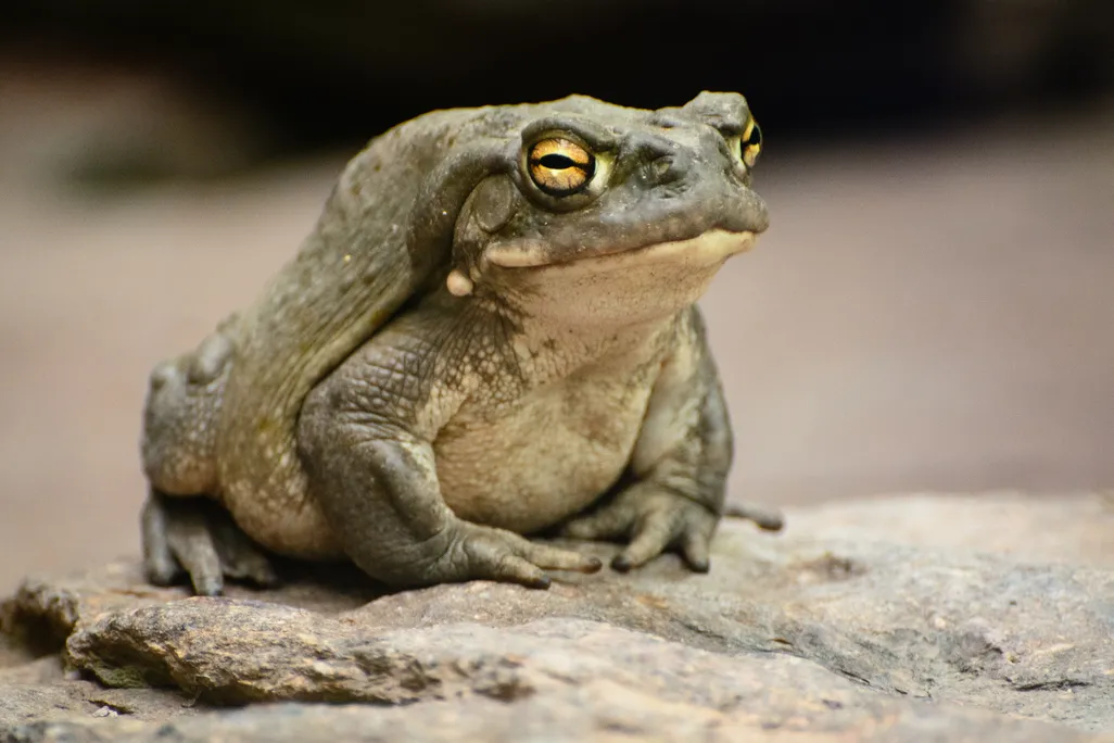 A medium close-up of a Colorado River Toad, with green skin and yellow eyes, sitting on a rock.