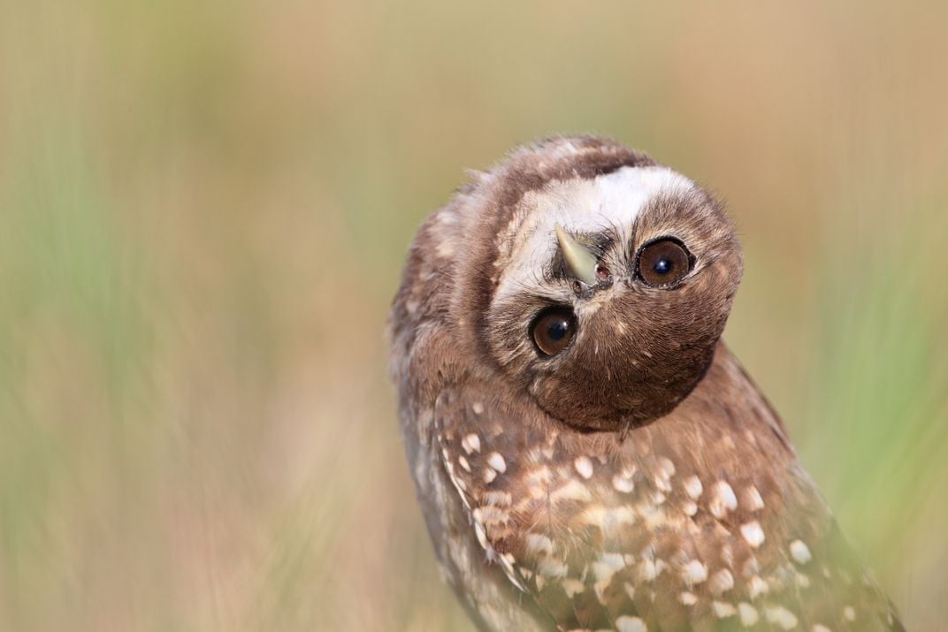 This unusual burrowing owl