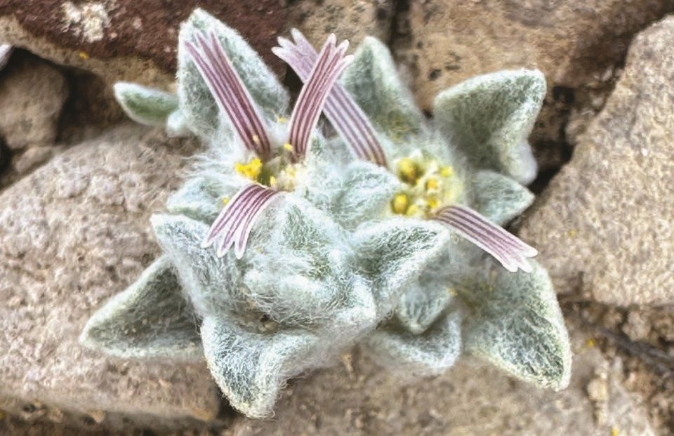 Fuzzy plants poking out of rocks