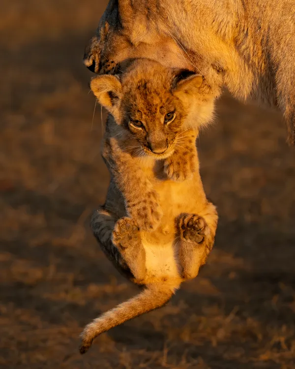 Carrying the Future thumbnail