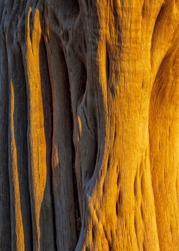 Golden hour sunset on Saguaro Cactus skeleton thumbnail
