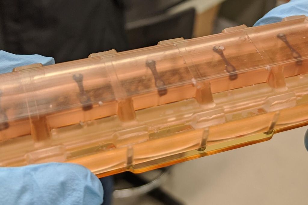 Heart tissues within one of the launch-ready chambers
