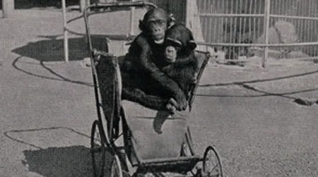 From the Smithsonian Institution Libraries’ new digital collection, an image of two baby chimpanzees out for a stroll from Minnesota Longfellow Gardens Guide.