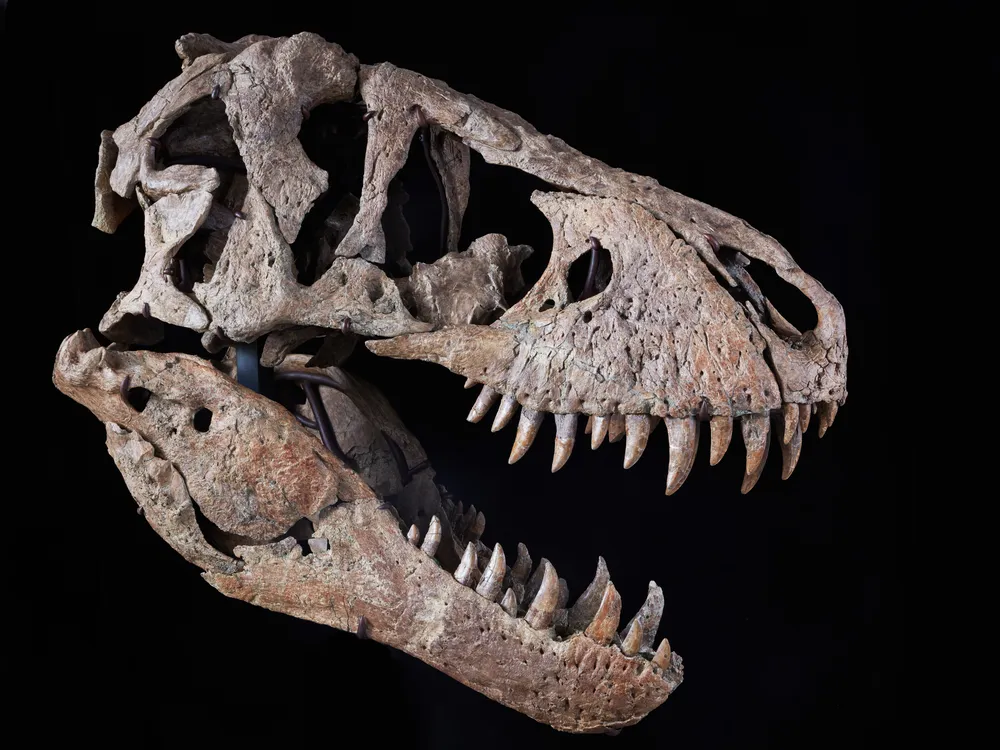 Profile of T. rex skull