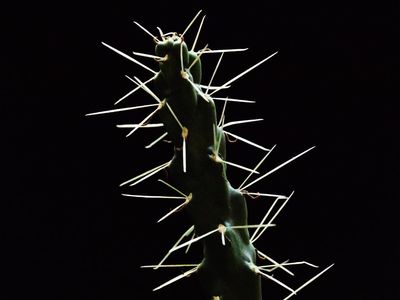 The cholla plant’s prickly proclivities actually serve a reproductive purpose
