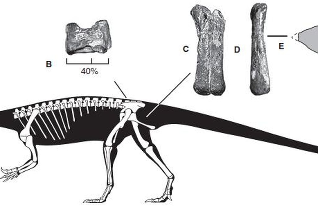 20110520083257anchisaurus-skeleton.jpg