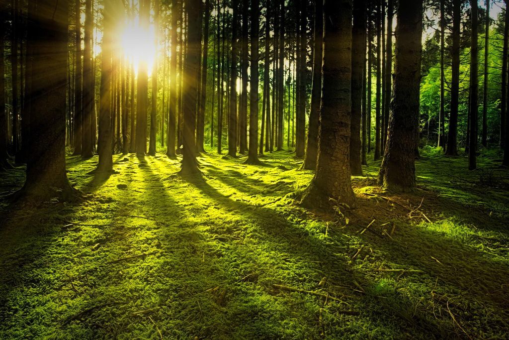 Forest of trees