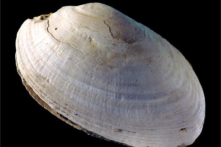 Scientists found deliberate scratching on a fossil Pseudodon, likely an engraving made by Homo erectus at Trinil in Indonesia. 
  	 