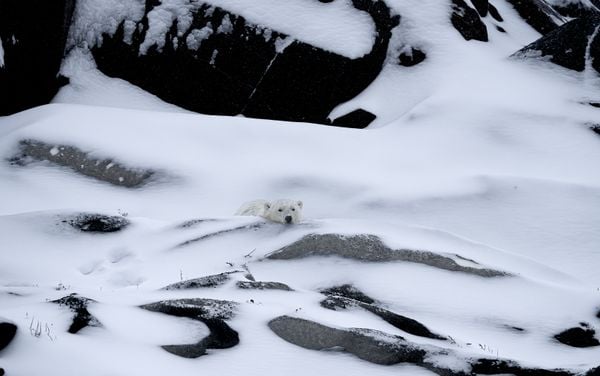 Buried in the snow just chilling thumbnail