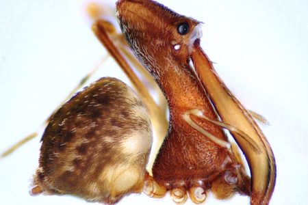Eriauchenius milajaneae is one of the 18 new species of pelican spiders from Madagascar described by the scientists. This species was named after Wood’s  daughter, and is known only from one remote mountain in southeast Madagascar.