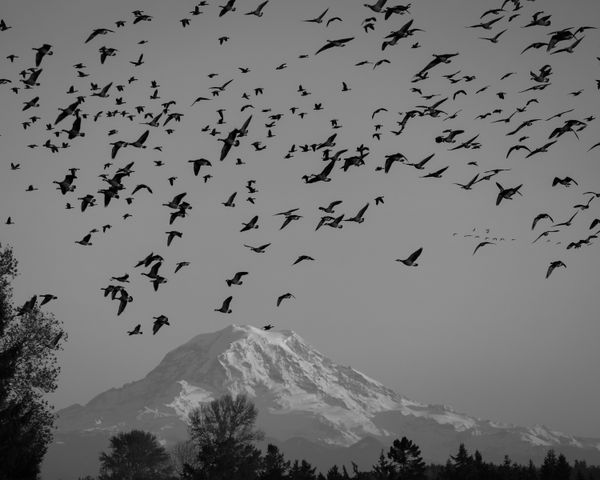 Mount Rainier with Cackling Geese thumbnail
