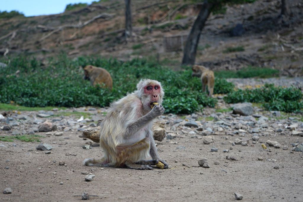 Rhesus Macaques