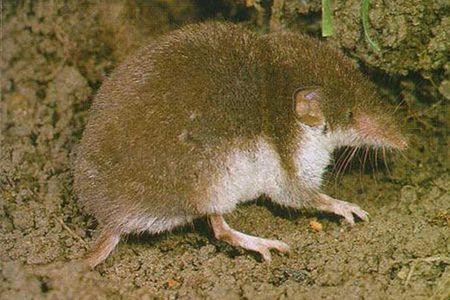 The bicolored white-toothed shrew (Crocidura leucodon), a small mammal known to carry and transmit Borna disease virus to other animals.