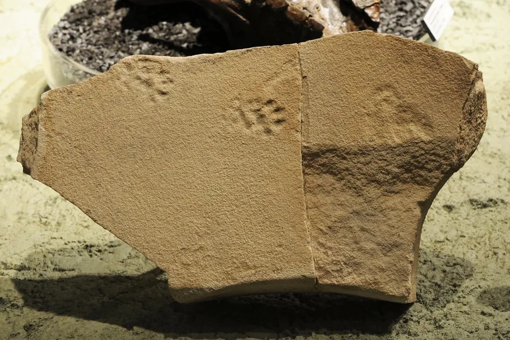 Pawprints on piece of rock