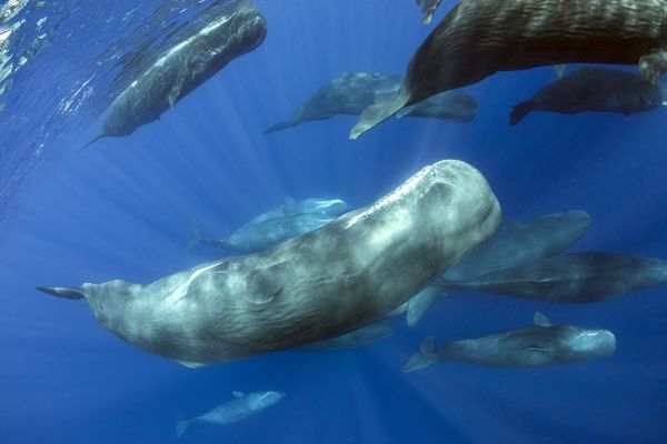 sperm whales run thumbnail