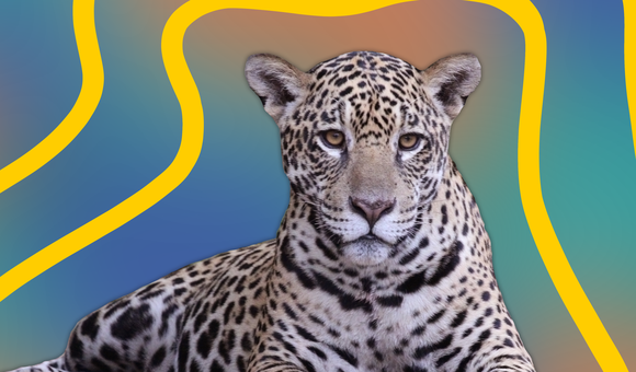 jaguar.png