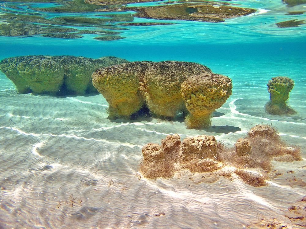 shark bay stromatolites.jpg