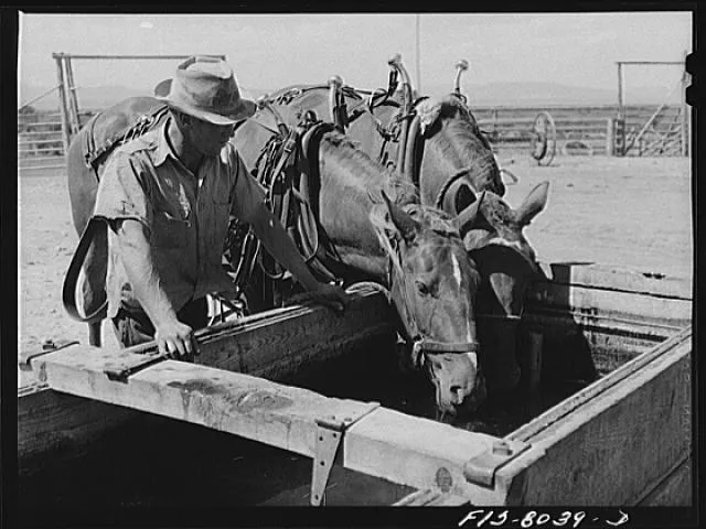 Russell Lee, Big Hole Valley, Beaverhead County, Montana. Horses which have been working in the hay fields all morning are brought into the ranch at noontime for water and food